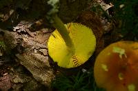 Amanita banningiana image