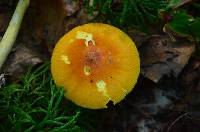 Amanita banningiana image