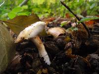 Cortinarius emollitus image