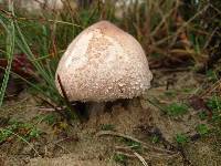 Macrolepiota excoriata image