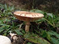 Macrolepiota excoriata image