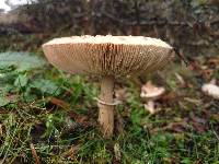 Macrolepiota excoriata image