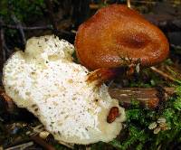 Polyporus brumalis image