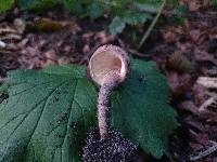 Lepiota fuscovinacea image