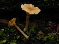 Lichenomphalia umbellifera image