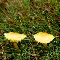 Hygrocybe ceracea image