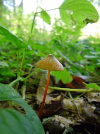 Mycena crocata image