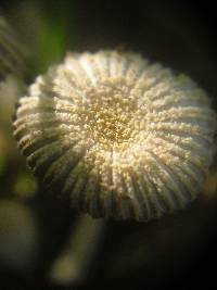 Coprinus bellulus image