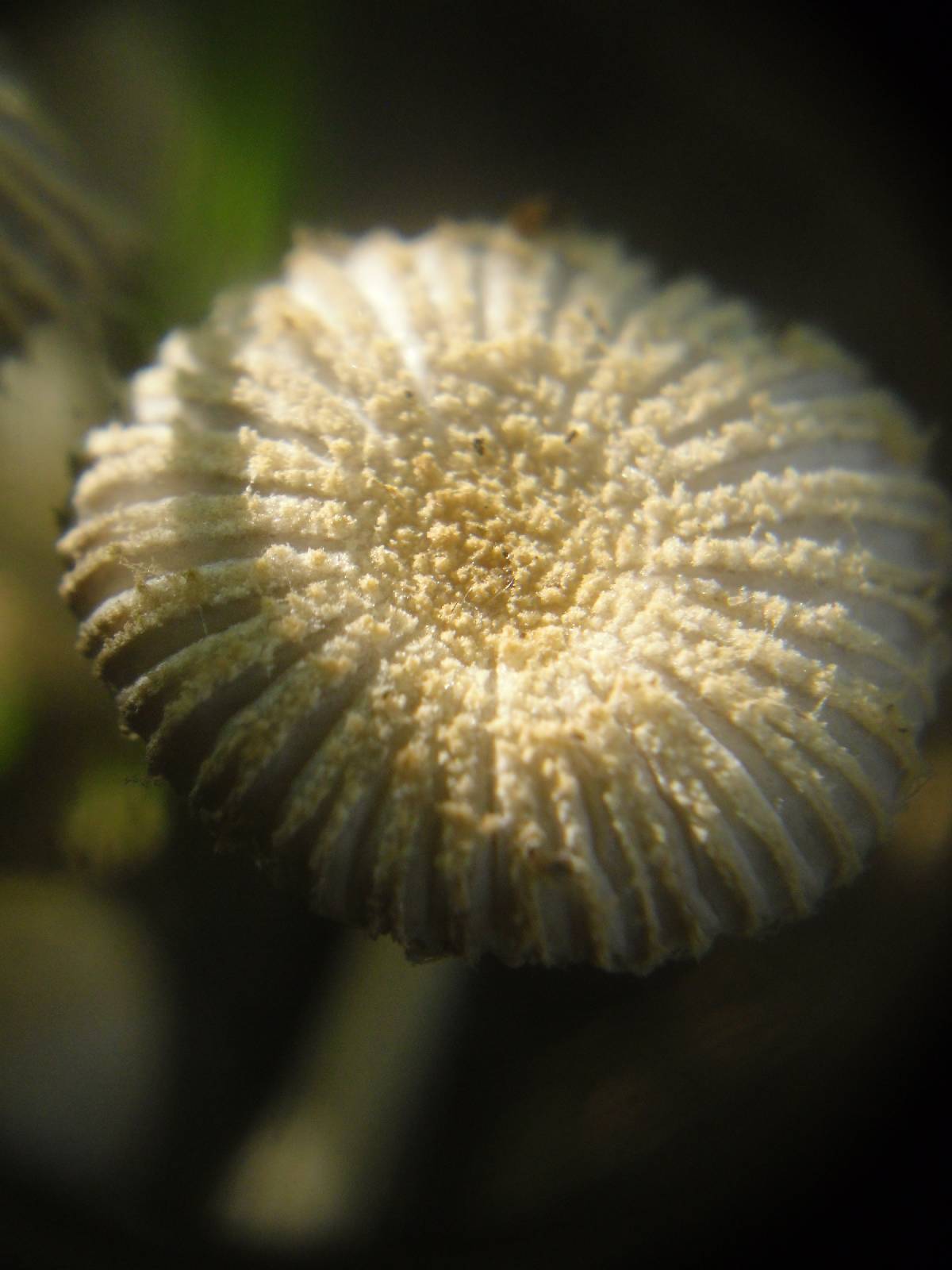 Coprinus bellulus image