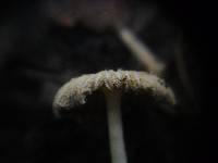 Coprinus bellulus image