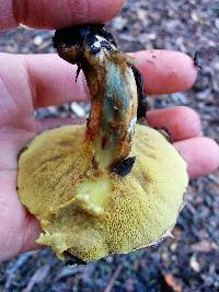 Suillus caerulescens image