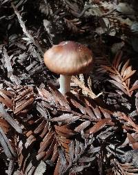 Hygrocybe colemanniana image