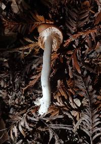 Hygrocybe colemanniana image