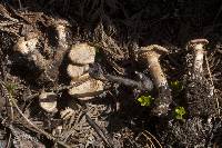 Cleistocybe vernalis image