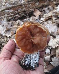 Gyromitra brunnea image