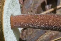 Austroboletus gracilis image