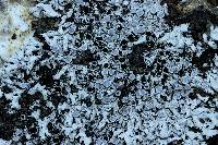 Physcia phaea image