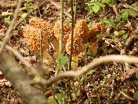 Morchella americana image