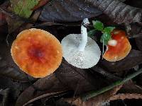 Leucopaxillus gracillimus image