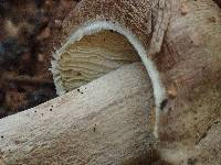 Inocybe soluta image