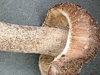 Inocybe soluta image