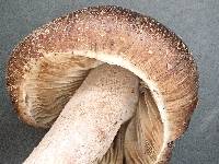 Inocybe soluta image