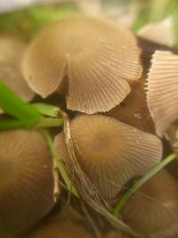 Psathyrella pygmaea image