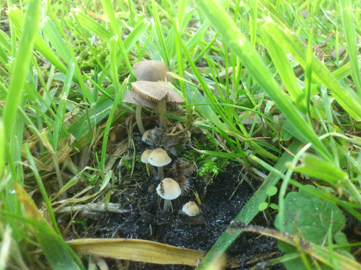 Psathyrella pygmaea image
