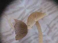 Psathyrella pygmaea image