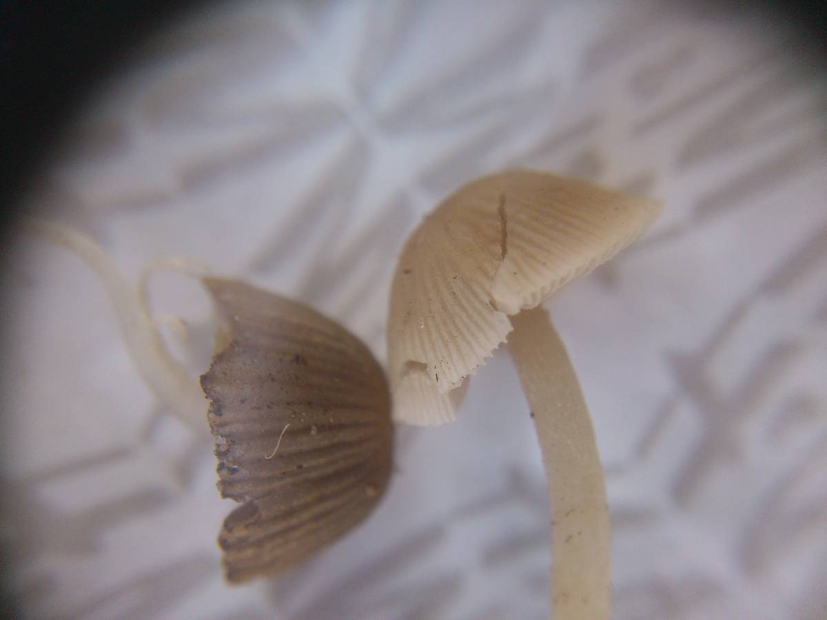 Psathyrella pygmaea image