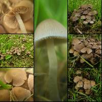 Psathyrella pygmaea image