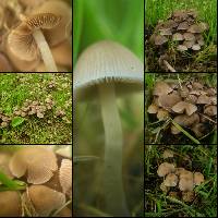 Psathyrella pygmaea image