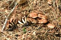 Pholiota highlandensis image