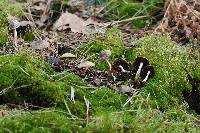 Psathyrella pennata image