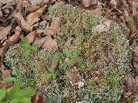 Cladonia furcata image