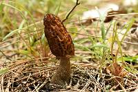 Morchella brunnea image