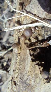 Lycogala epidendrum image