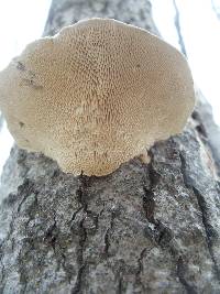 Trametes gibbosa image