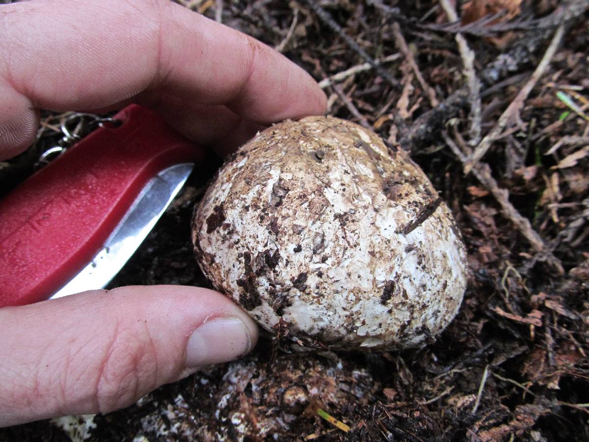 Wolfiporia extensa image