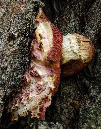 Boletellus emodensis image