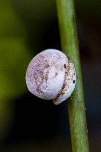 Ascopolyporus polychrous image