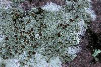 Lecanora subimmergens image