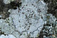 Lecanora allophana image