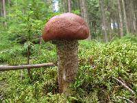 Leccinum vulpinum image