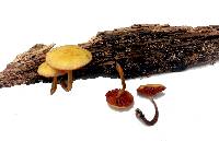 Gymnopilus lepidotus image