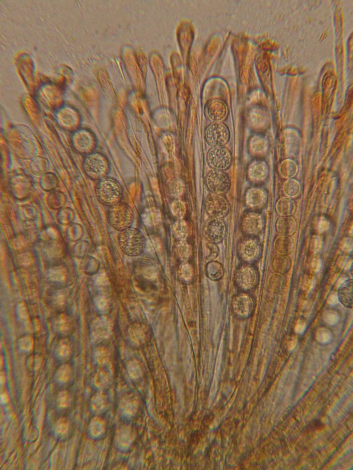 Scutellinia minor image
