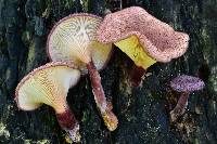 Panus neostrigosus image