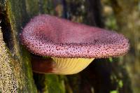 Lentinus strigosus image