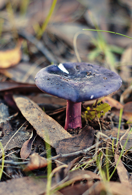 Russula clelandii image