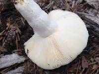 Russula crustosa image